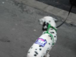 Aspro !! Mon chien !